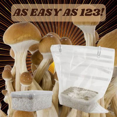 100% mycelium ready to grow muchroom kits