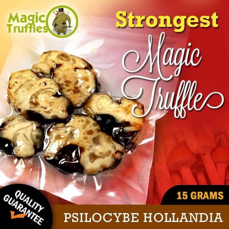 Magic Truffles Hollandia 15g – Ultra-Potent Psilocybin Truffles for Deep Trips