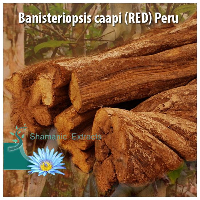 Dried Banisteriopsis caapi (Red) vine from Peru – premium quality ayahuasca vine for traditional use and rituals