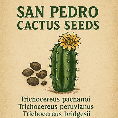 San Pedro cactus seeds label with Trichocereus pachanoi, peruvianus, bridgesii and rare mescaline cacti on vintage parchment 