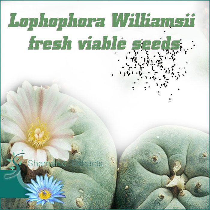 Fresh Peyote seeds from Lophophora williamsii cactus – high germination rate and sacred origin