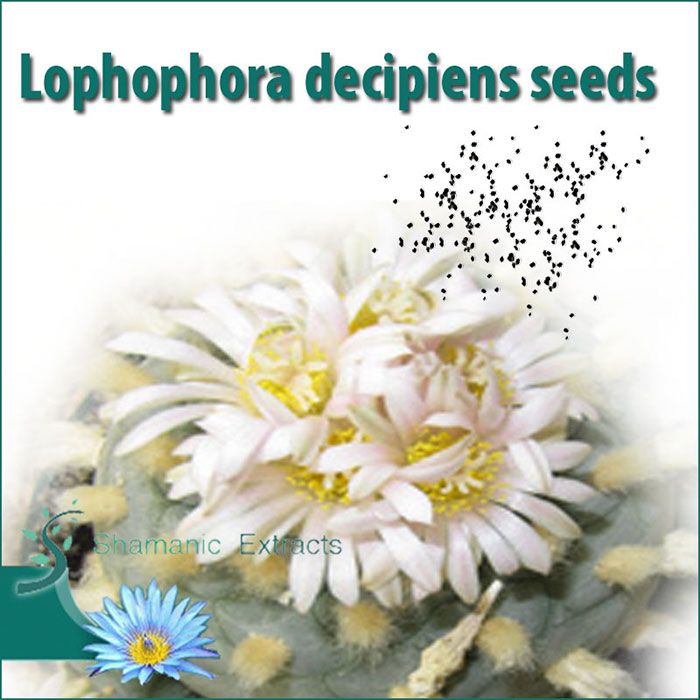 Fresh Lophophora decipiens seeds – rare Peyote cactus with large flowers and high mescaline content