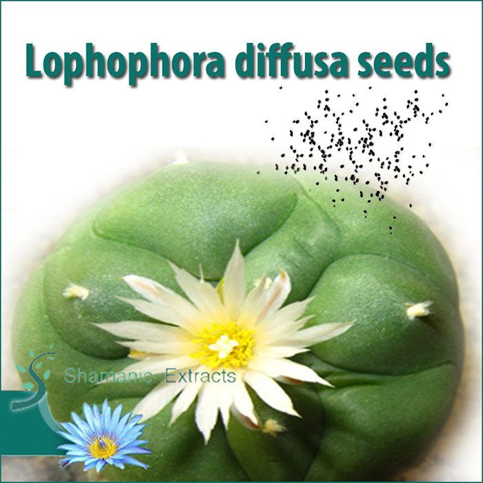 Fresh Lophophora diffusa seeds – rare spineless cactus with white flowers and low mescaline content
