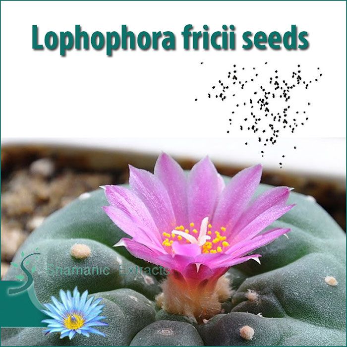 Fresh Lophophora fricii seeds – rare cactus with grey skin and pink flowers, ideal for collectors and conservation