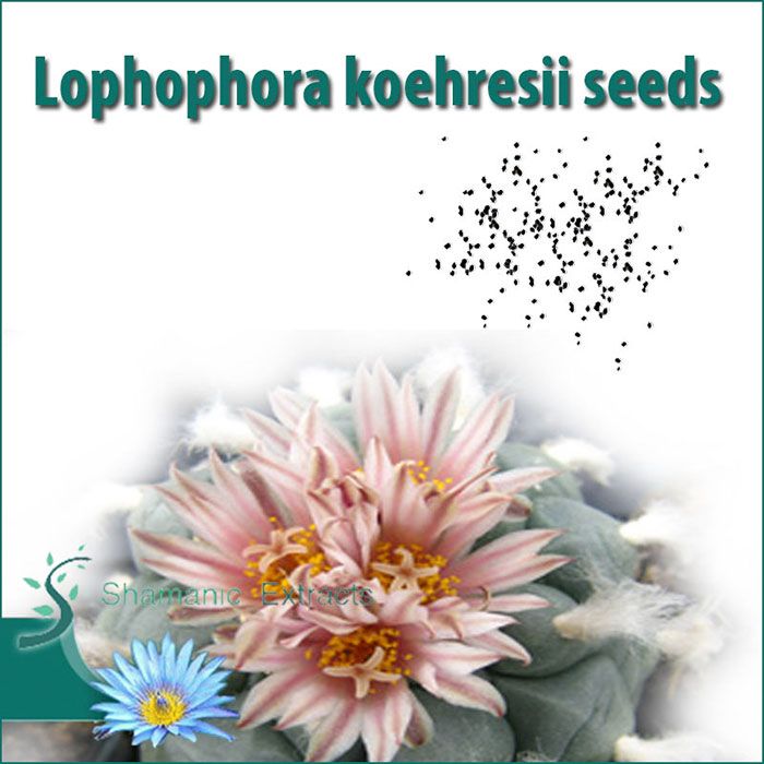 Fresh Lophophora koehresii seeds – rare cactus similar to peyote, great for grafting and cultivation