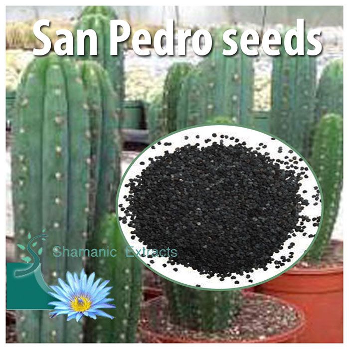 Fresh San Pedro cactus seeds – Trichocereus pachanoi from the Andes, fast-growing sacred cactus