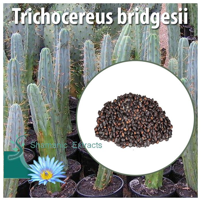 Fresh Trichocereus bridgesii seeds – sacred Bolivian cactus with spines, flowers, and mescaline-rich properties