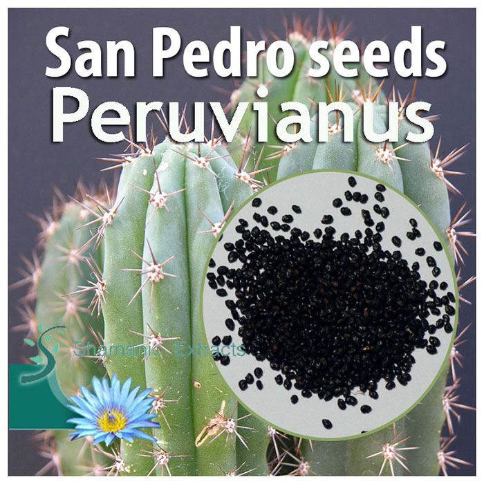 Fresh Trichocereus peruvianus seeds – Peruvian Torch cactus with long spines, blue-green skin, and sacred lineage