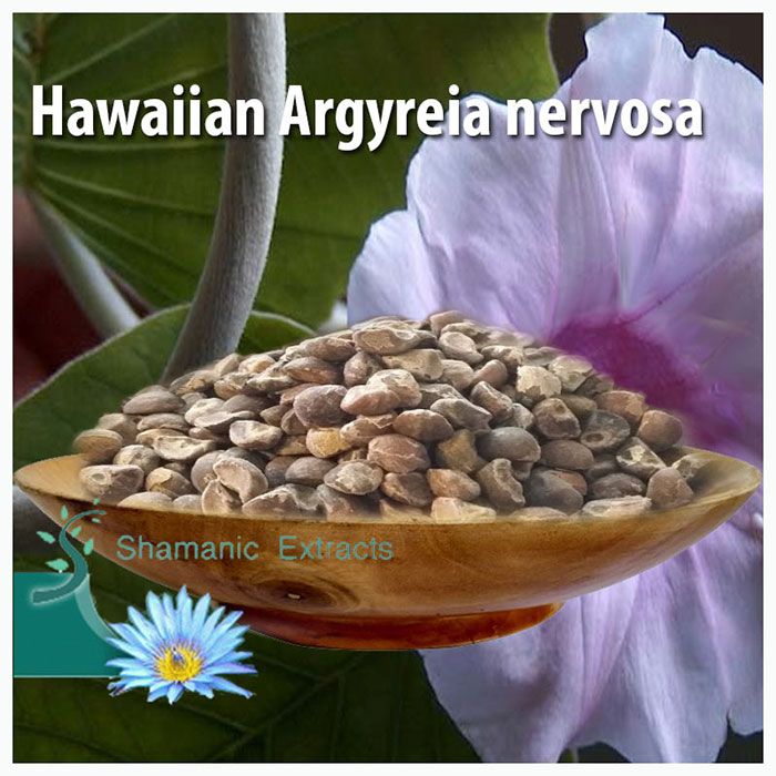 Fresh Baby Hawaiian Woodrose seeds – Argyreia nervosa for ornamental or research use, 25-pack of organic untreated seeds
