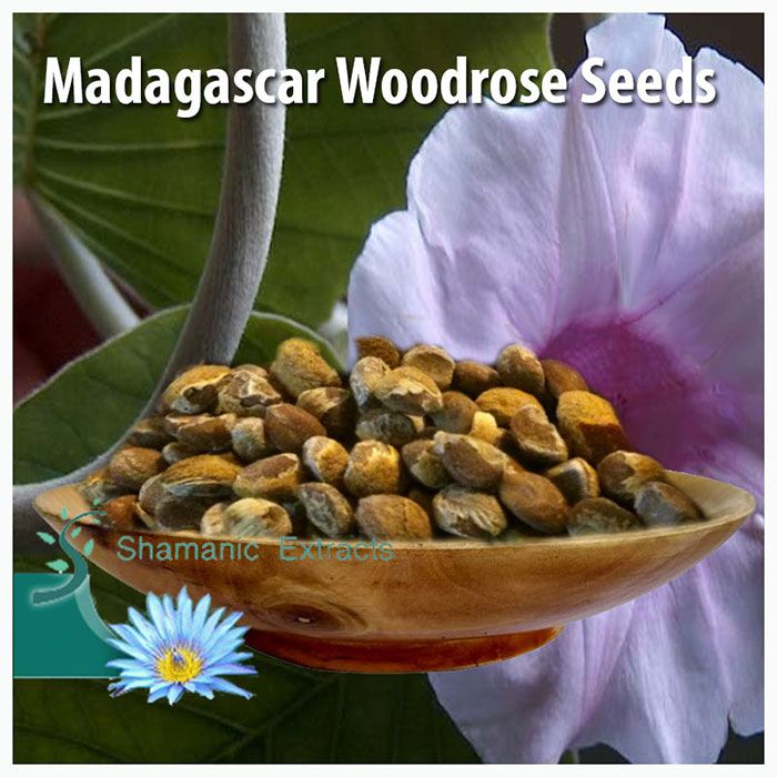 Organic Madagascar Woodrose seeds – rare Argyreia nervosa for ornamental or research use, sourced from Madagascar