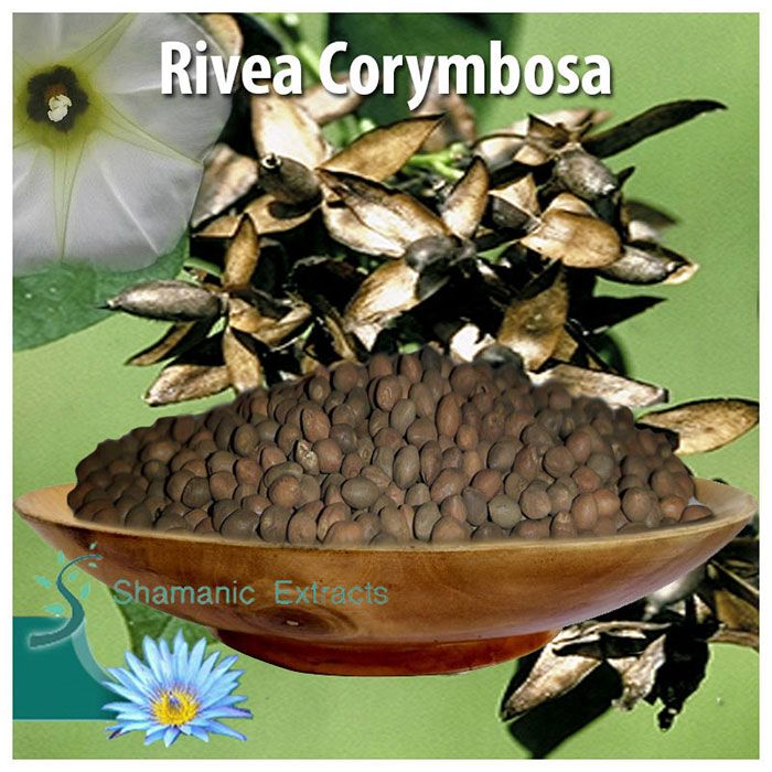 Fresh Rivea corymbosa seeds – sacred Ololiuhqui vine with white flowers, organic and untreated for ornamental or academic use