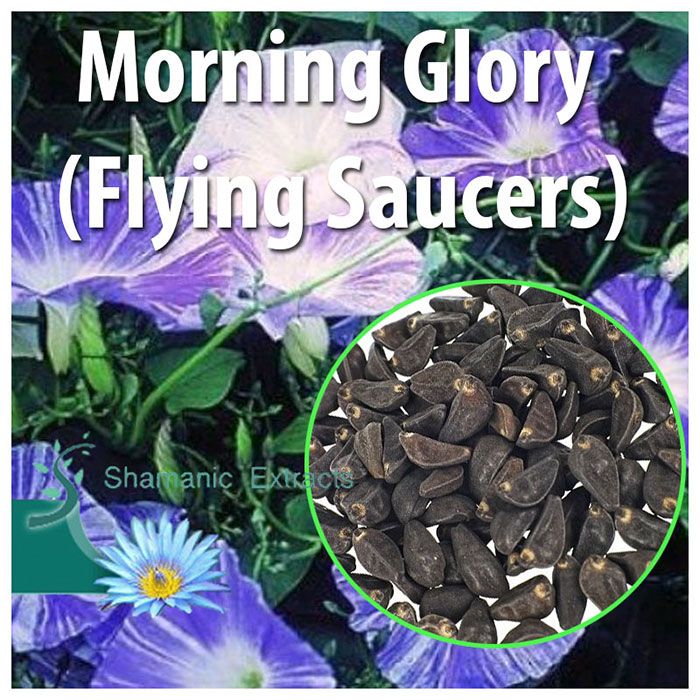 Untreated Flying Saucers Morning Glory seeds – Ipomoea violacea with large blue blooms for ornamental or ethnobotanical use