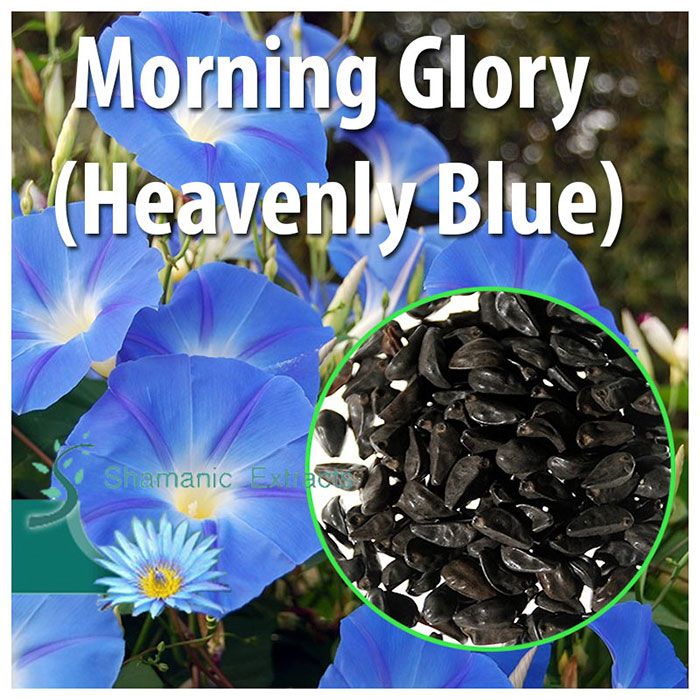 Heavenly Blue Morning Glory seeds – untreated Ipomoea violacea for ornamental or research use, 20-pack