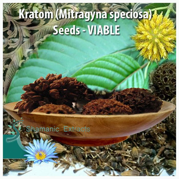 Fresh Kratom seed pod – Mitragyna speciosa with 150–200 tropical seeds for cultivation or botanical research