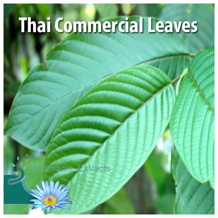 Legal Thai Kratom crushed leaves – plantation-grown Mitragyna speciosa with energizing alkaloids