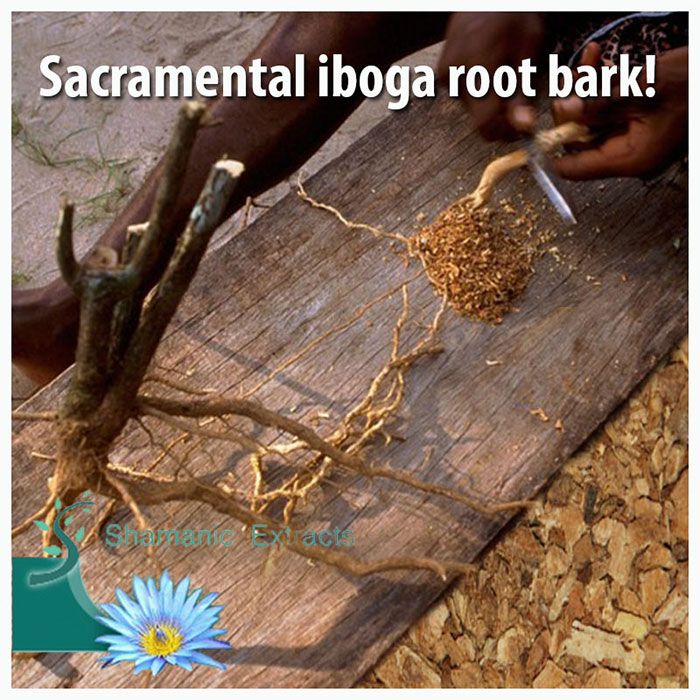 Wild-harvested Gabonese Iboga rootbark – sacred Bwiti ceremonial shavings from mature trees