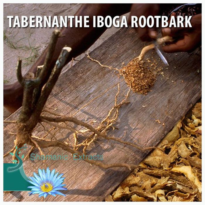 Tabernanthe iboga rootbark shavings – 5g sacred bark from Cameroon, rich in ibogaine