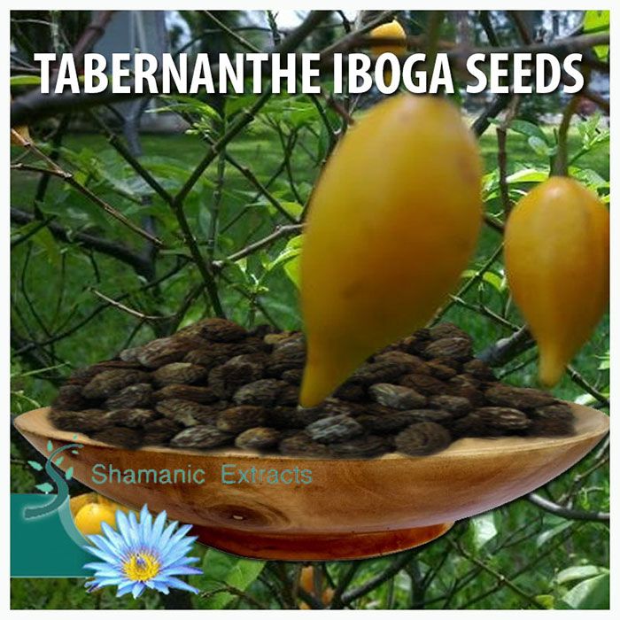 Fresh Tabernanthe iboga seeds – rare round-pod ceremonial variety from Cameroon, ideal for ethnobotanical cultivation