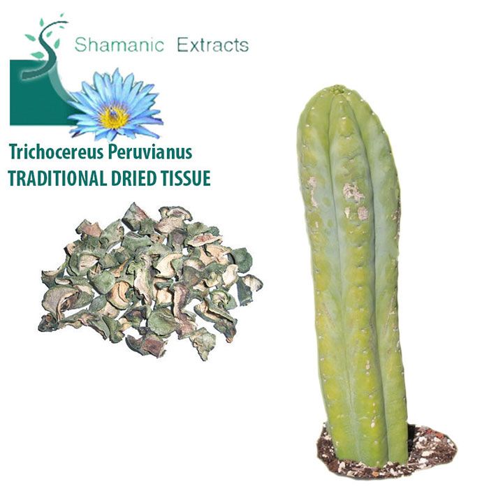 Traditional dried outer skin of Trichocereus peruvianus cactus from the Andes – alkaloid-rich ceremonial botanical