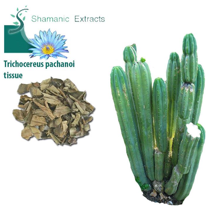 Dried skin of San Pedro cactus (Trichocereus pachanoi) for ceremonial and ethnobotanical use