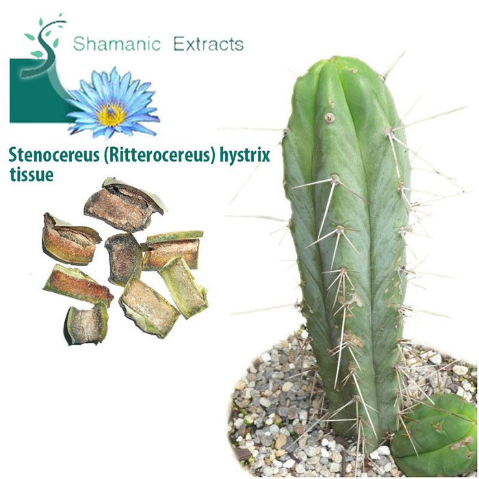 Dried skin of Stenocereus hystrix cactus – rare mescaline-rich cactus for traditional ceremonial use