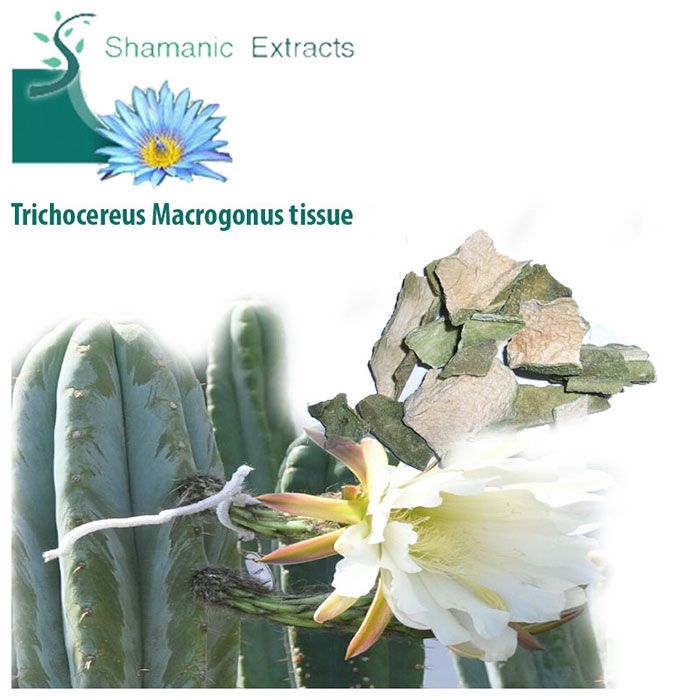 Dried Trichocereus macrogonus cactus skin – high mescaline content, ceremonial use