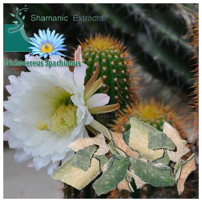 Dried Trichocereus spachianus cactus skin for ceremonial use