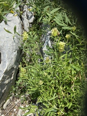 thé des alpes 70cl 00013
