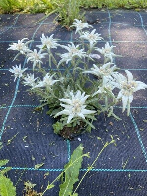 edelweiss 00010