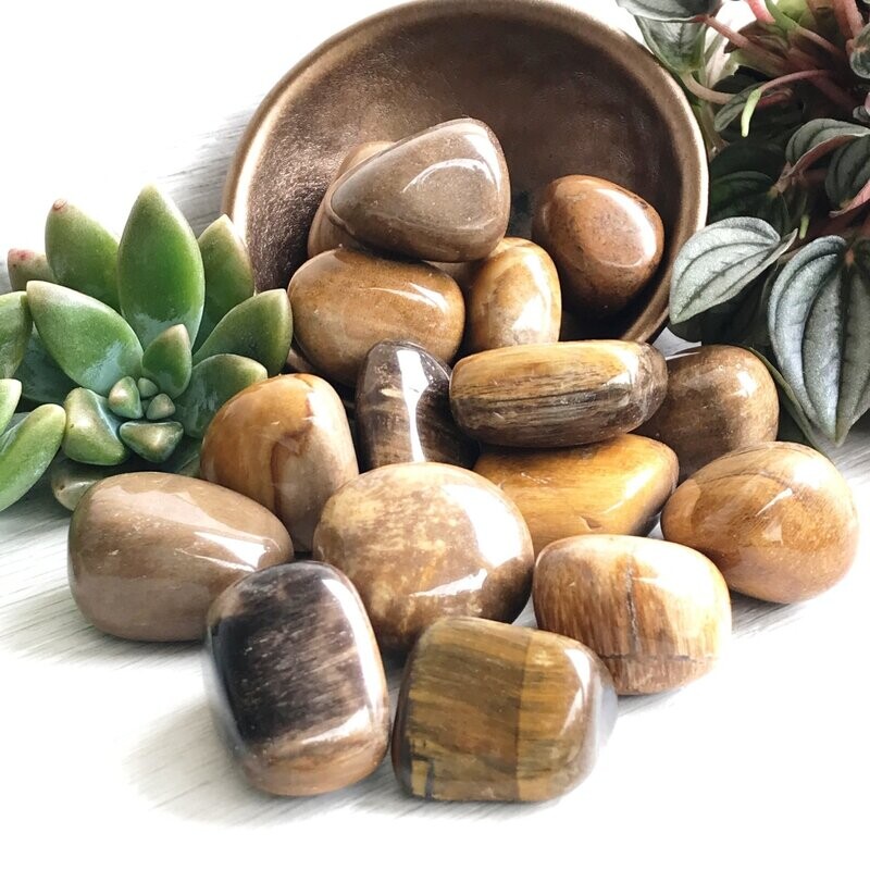 Petrified Wood