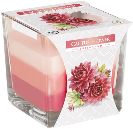 Bougie arc en ciel - fleur de cactus