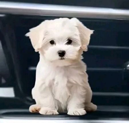 Diffuseur pour voiture - chien