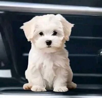 Diffuseur de parfum pour voiture - chien