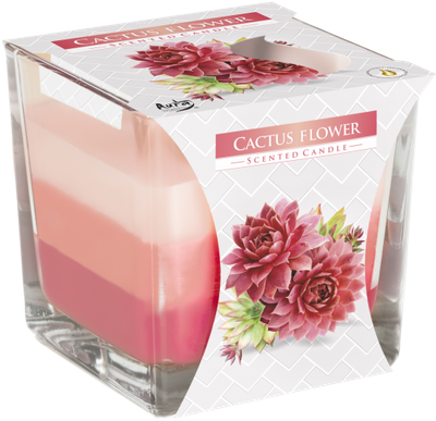 Bougie arc en ciel - fleur de cactus