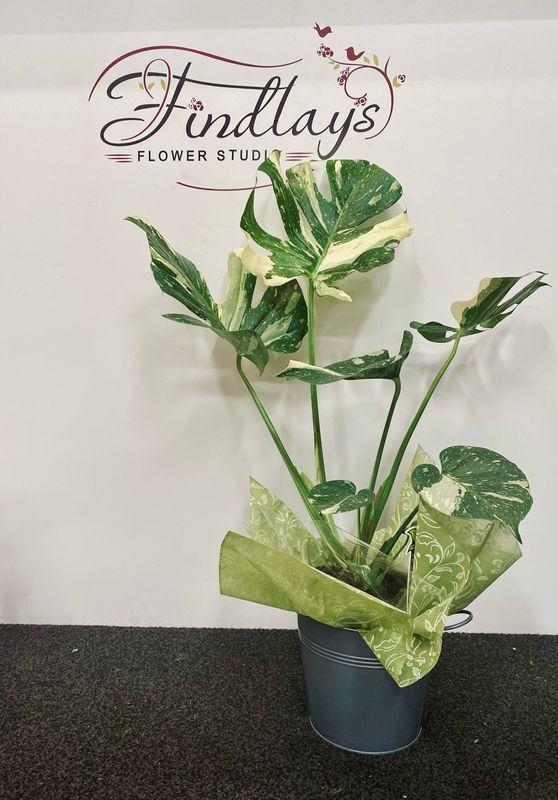 Thai Constellation Monstera Plant