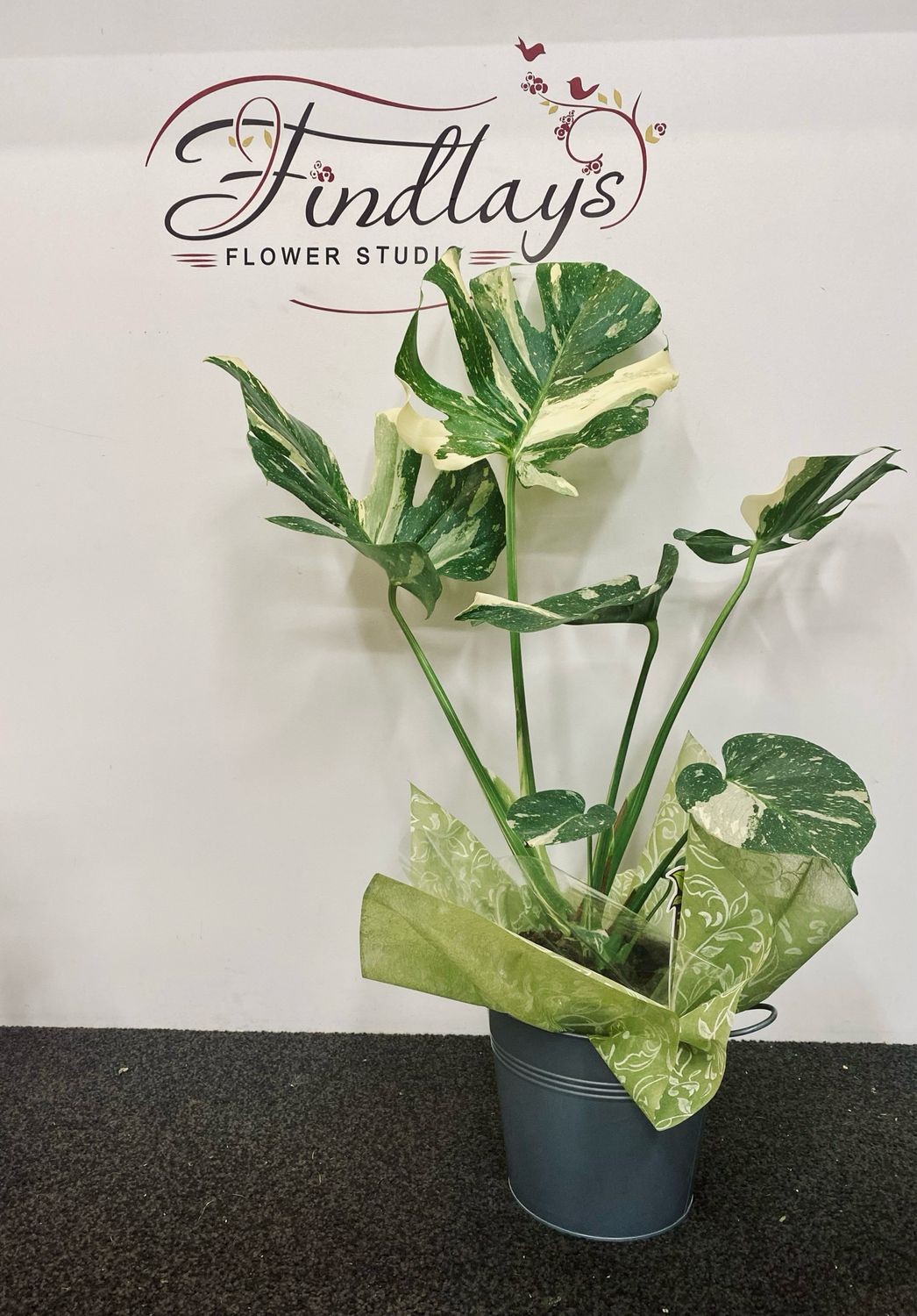 Thai Constellation Monstera Plant
