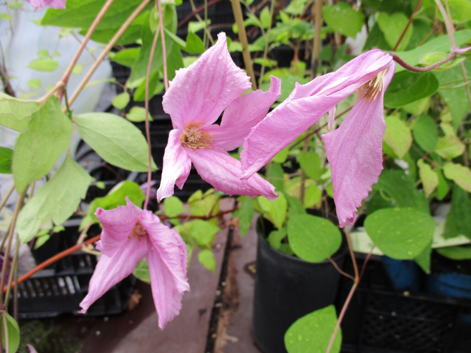 Tiukukärhö Clematis ´Aljonushka`