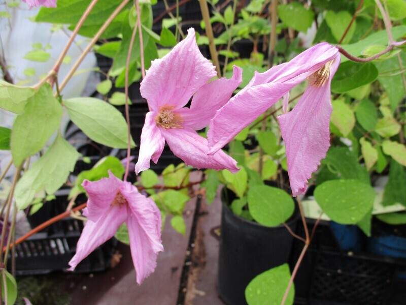 Tiukukärhö Clematis ´Aljonushka`