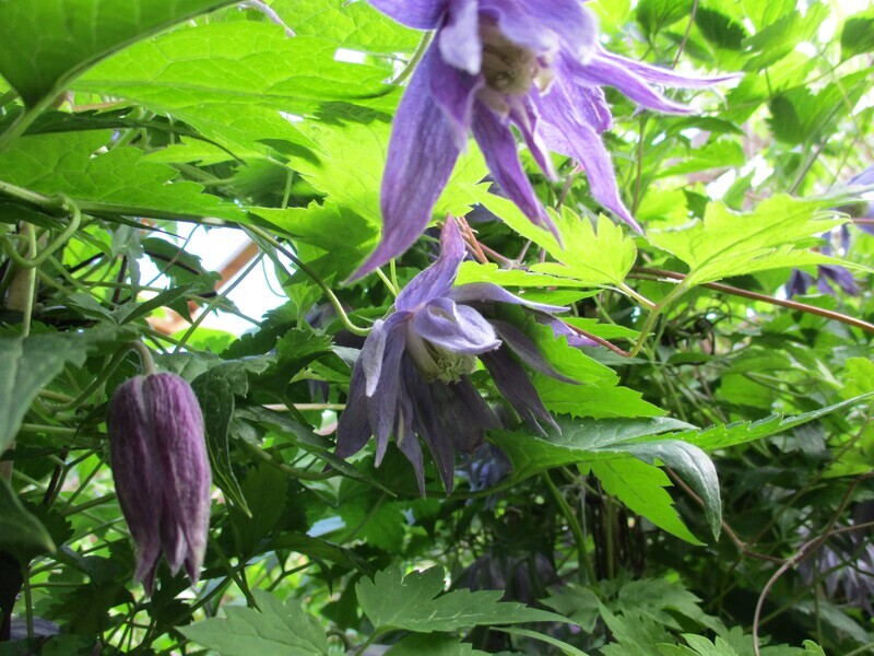 Tarha-alppikärhö Clematis ´Georg´