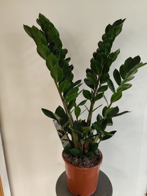 Palmuvehka Zamioculcas zamiifolia