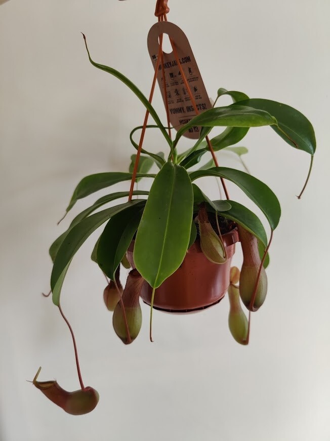 Kannukasvi Nepenthes
