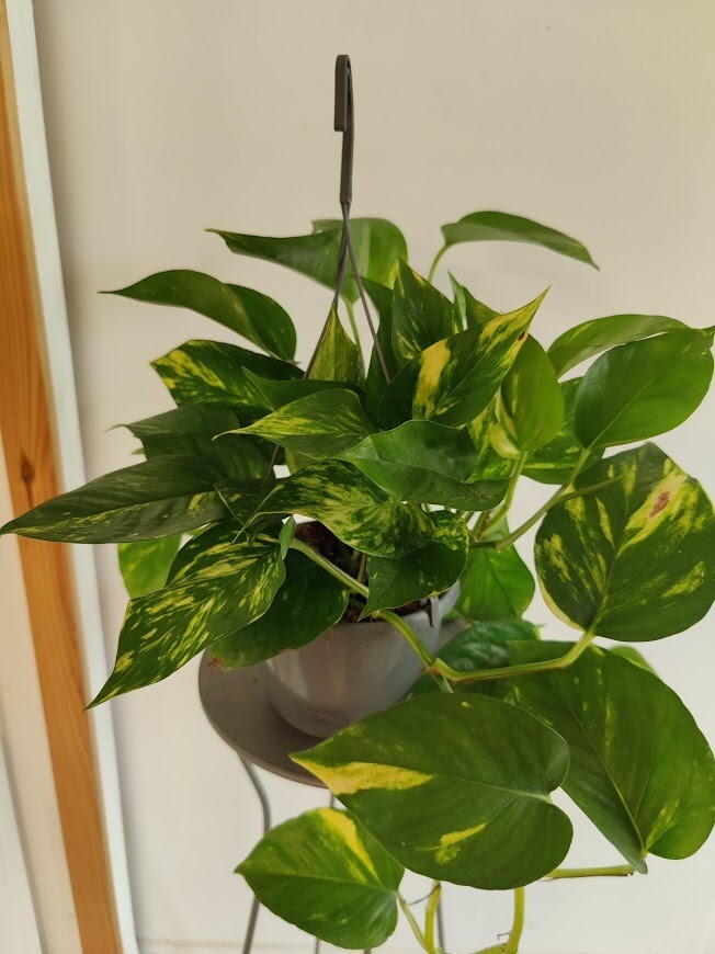 Kultaköynnös (amppeli) Epipremnum aureum