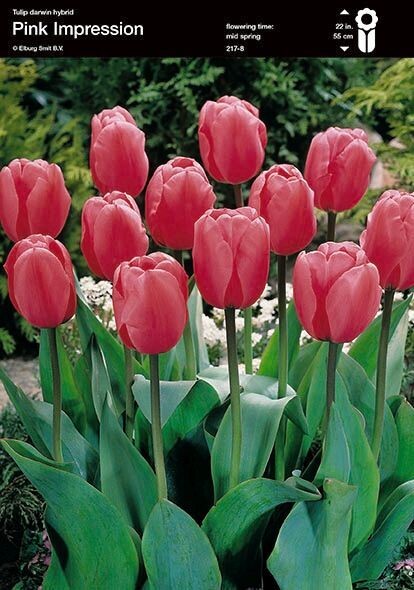 Tulppaani Pink impression (Tulipa darwin hybrid ´Pink Impression)
