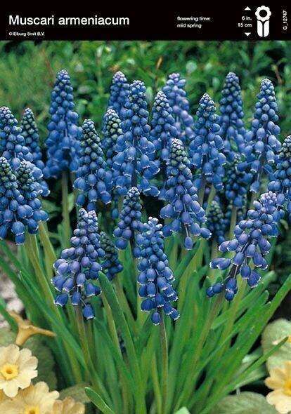 Helmililja Muscari armeniacum