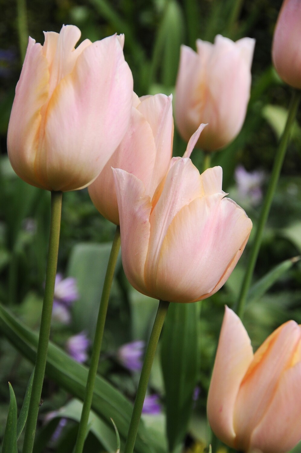 Tulppaani Apricot beauty (Tulipa ´Apricot beauty)