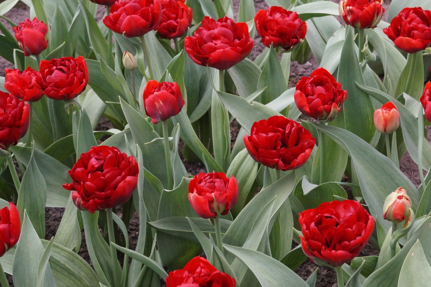 Tulppaani ´Abba´ (Tulipa douple early ´Abba´)