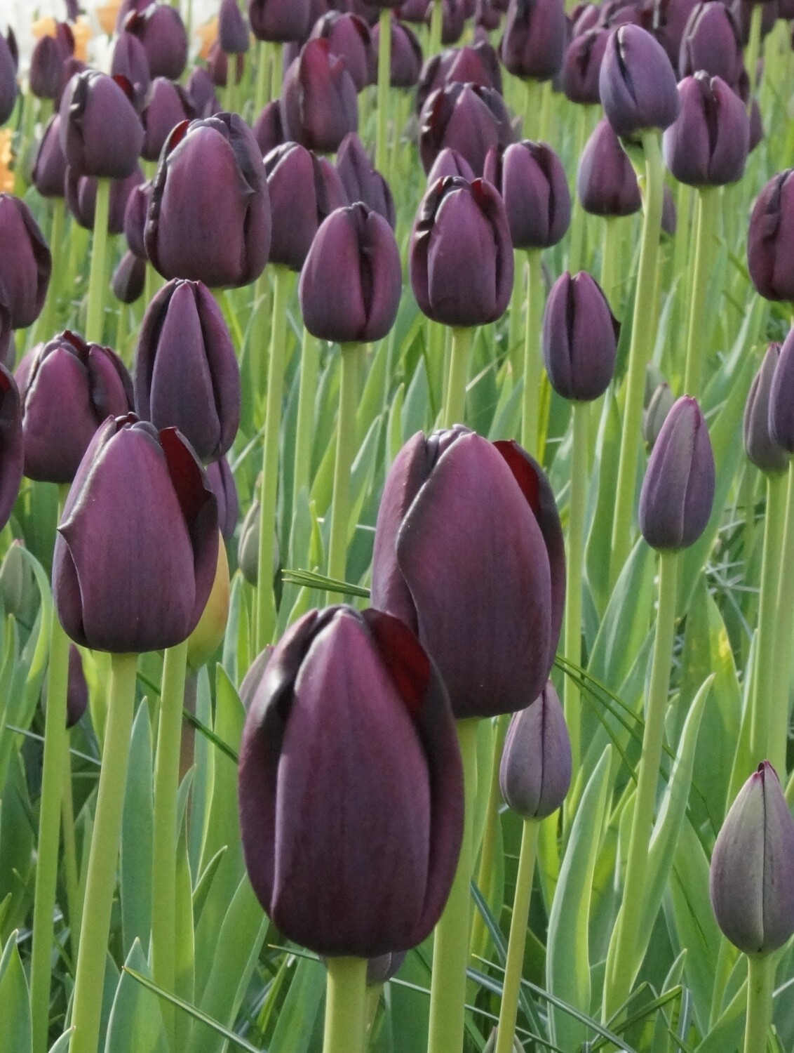 Tulppaani ´Queen of night´ (Tulipa ´Queen of night´)