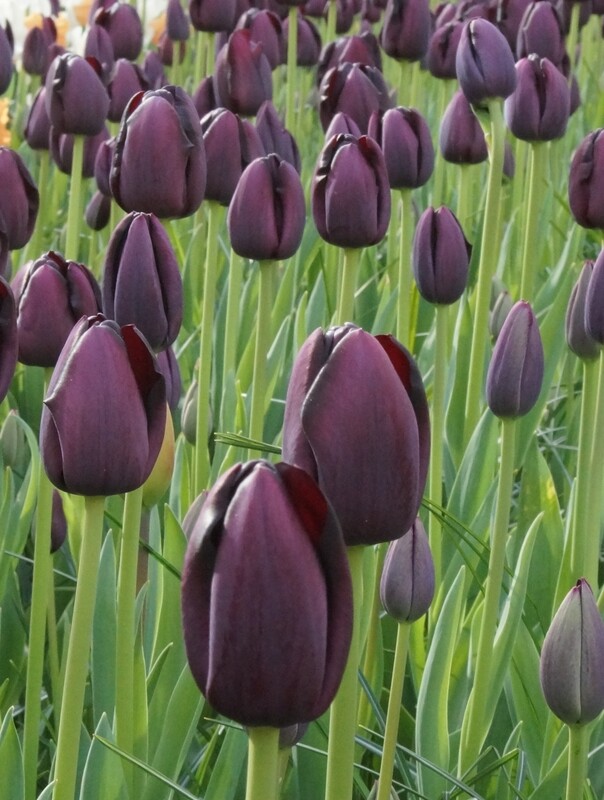 Tulppaani ´Queen of night´ (Tulipa ´Queen of night´)