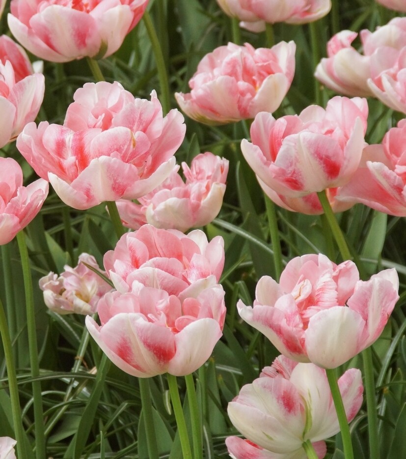 Tulppaani ´Angelique´ (Tulipa ´Angelique´)