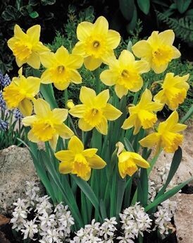 Narsissi ´Carlton´ (Narcissus x incomparabilis)